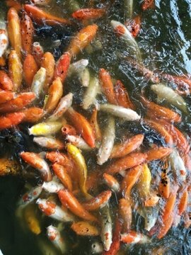 魚 金魚 魚缸 戲魚 觀賞魚