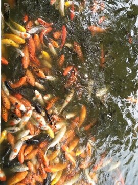 魚 金魚 魚缸 戲魚 觀賞魚