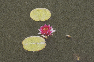 睡蓮
