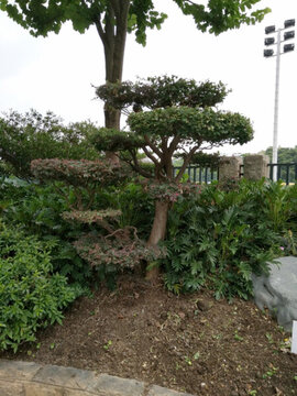園林 景觀 建筑 園藝 自然