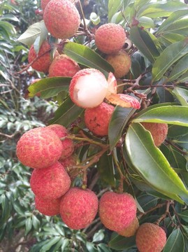 荔枝