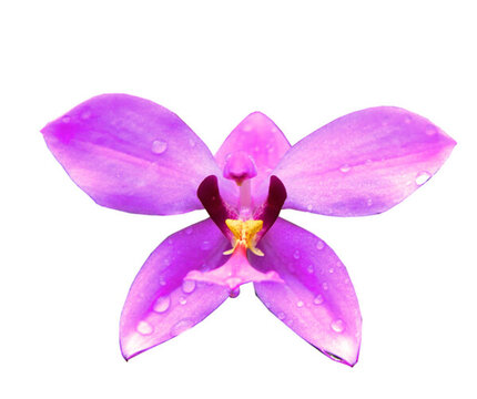 蘭花摳圖白底1