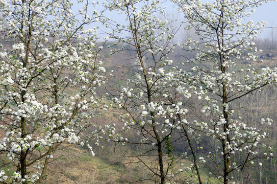 山野梨花