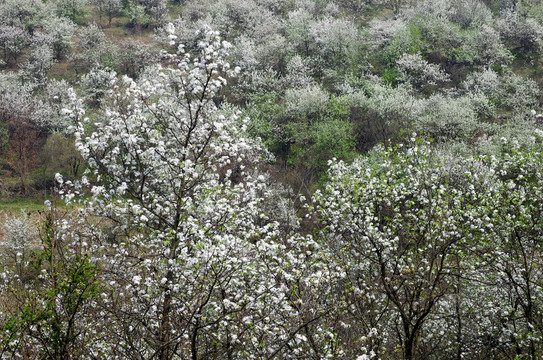 千樹(shù)萬(wàn)樹(shù)梨花開(kāi)