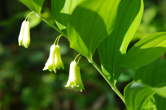 玉竹開(kāi)花