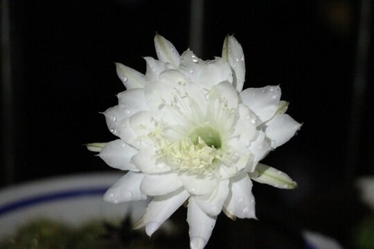 仙人球花