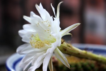 仙人球花