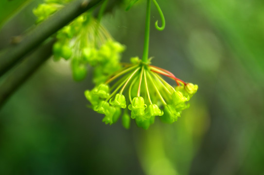 菝葜開花