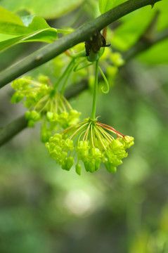 金剛藤花