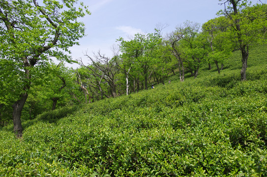 山坡茶園