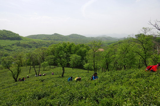 驢友登山 茶園