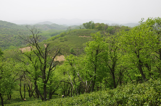 青山群山遠山