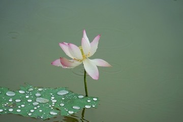 荷花 荷塘 淡雅