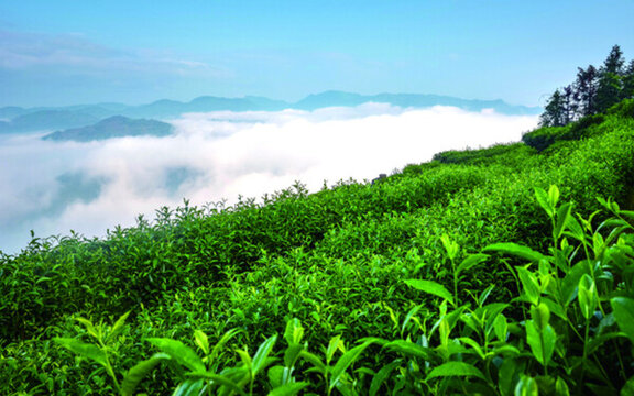 天上茶園 種植 基地 綠色種植