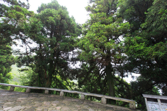 松樹(shù)