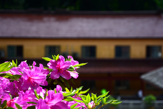 杜鵑花