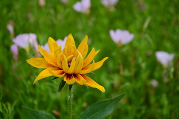 菊