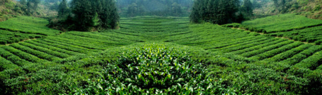 茶園隨拍