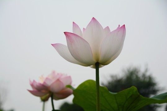 荷花