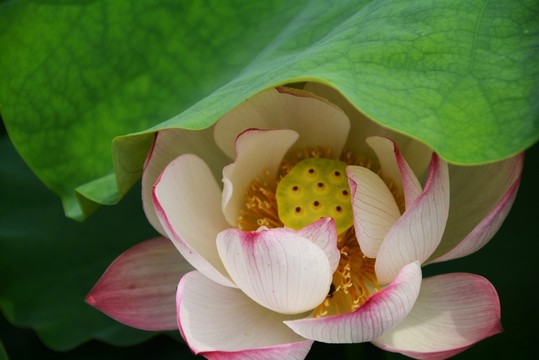 荷花