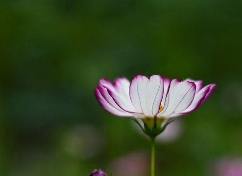秋英
