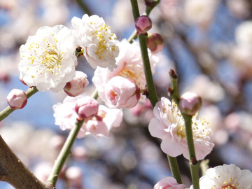 櫻花