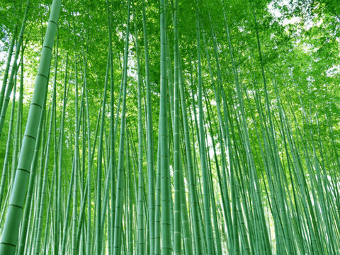 竹林