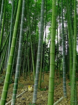 綠竹林 竹子