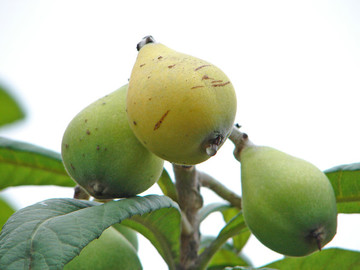 樹枝上結(jié)滿枇杷果實(shí)
