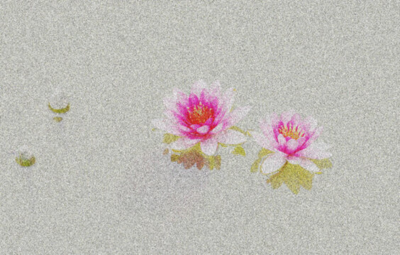 睡蓮
