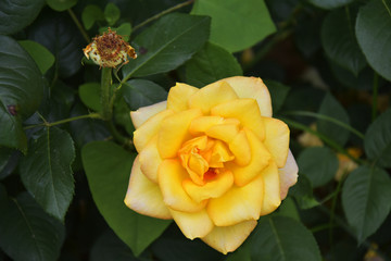 薔薇花月季花