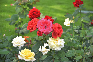 薔薇花月季花