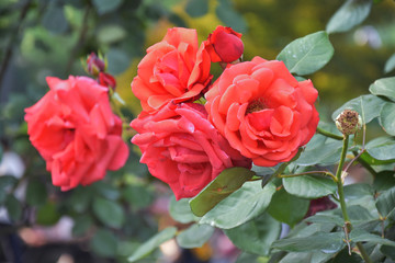 薔薇花月季花