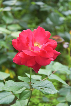 月季薔薇