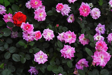 月季薔薇