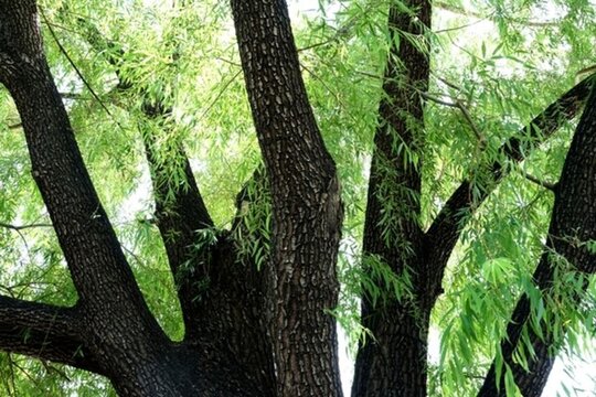 古樹 柳樹 大樹 樹干