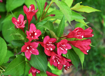 錦帶花五色海棠海仙花山脂麻花卉