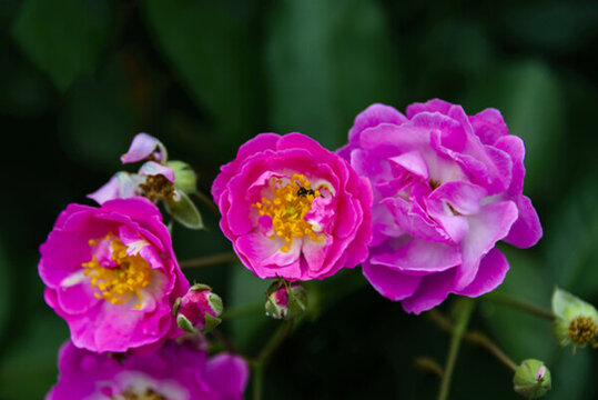 薔薇花