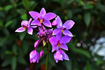 蘭花