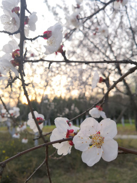 桃花 春天 初春 花瓣