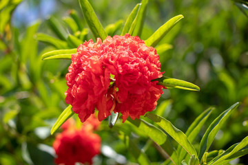 石榴花