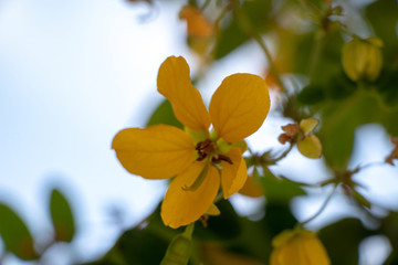 黃槐決明