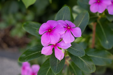 長(zhǎng)春花