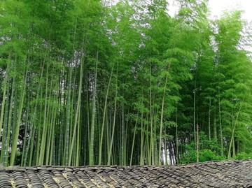 綠竹林 竹林