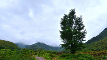 桃樹坪