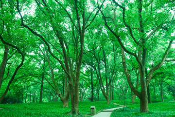 綠樹林森林