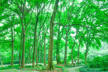 綠樹(shù)林森林