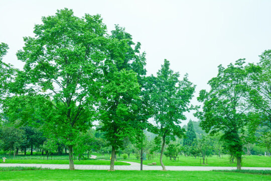 陽光綠樹林綠草地寬輻