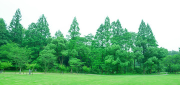 陽光綠樹林綠草地寬輻