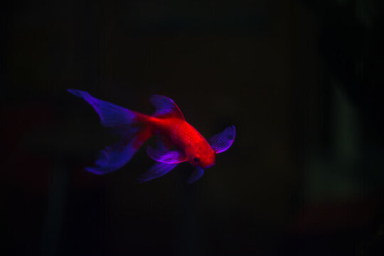 金魚